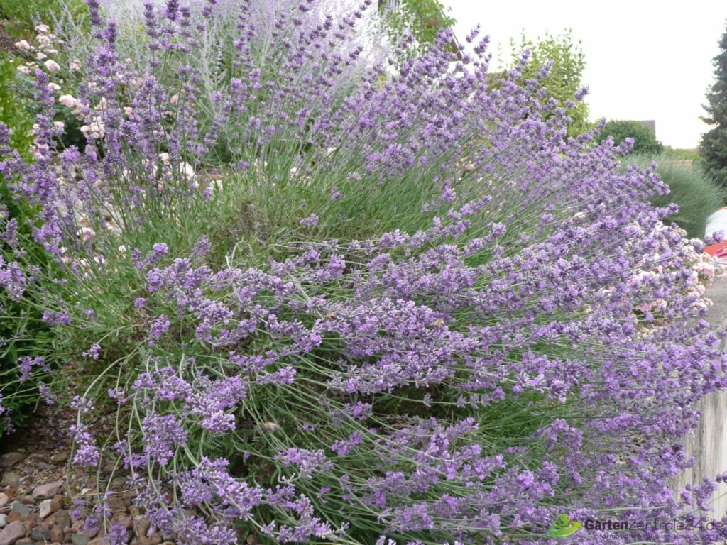 Großer Speik in voller Blüte