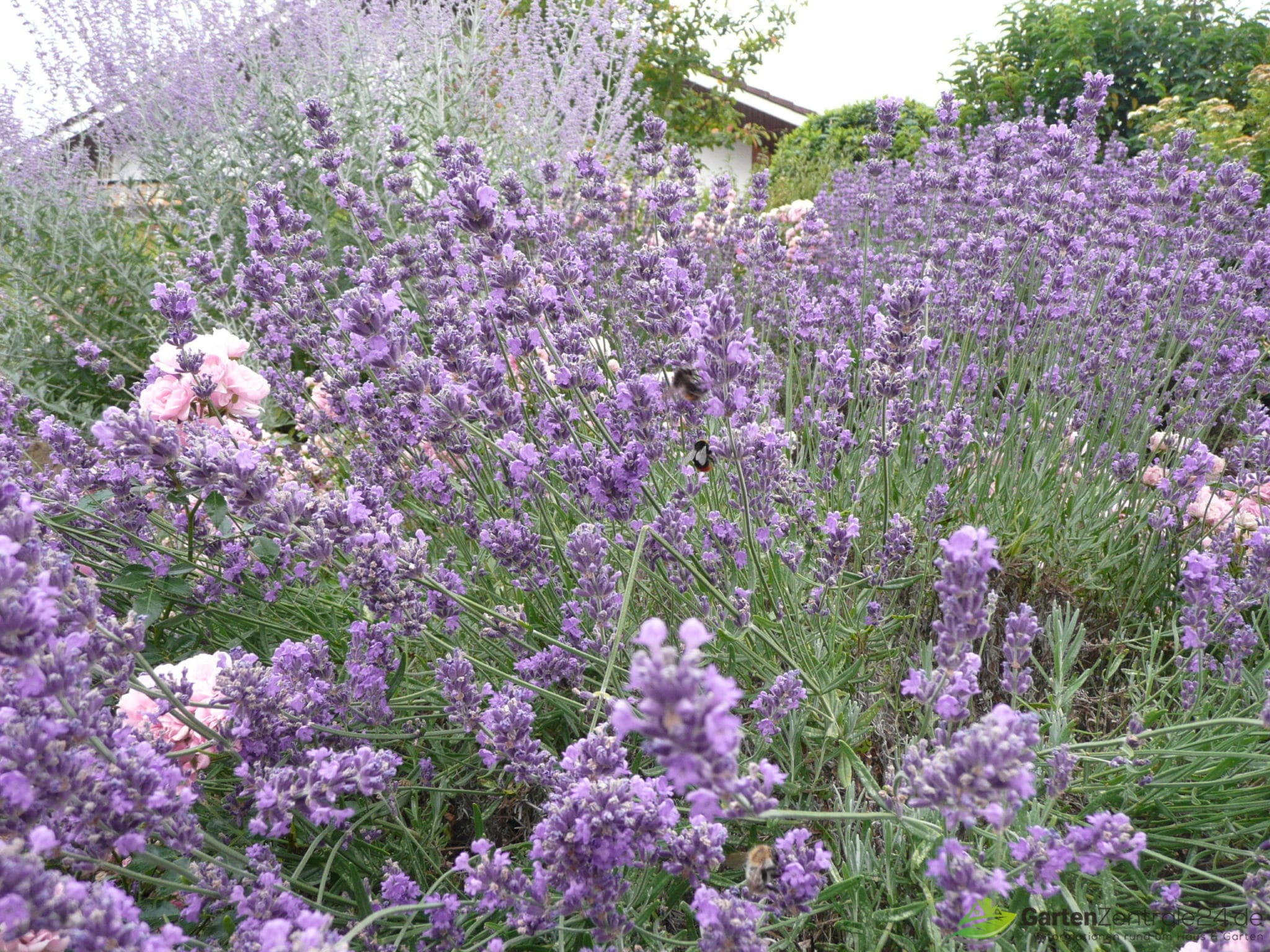 Großer Speik in voller Blüte - Lavendel