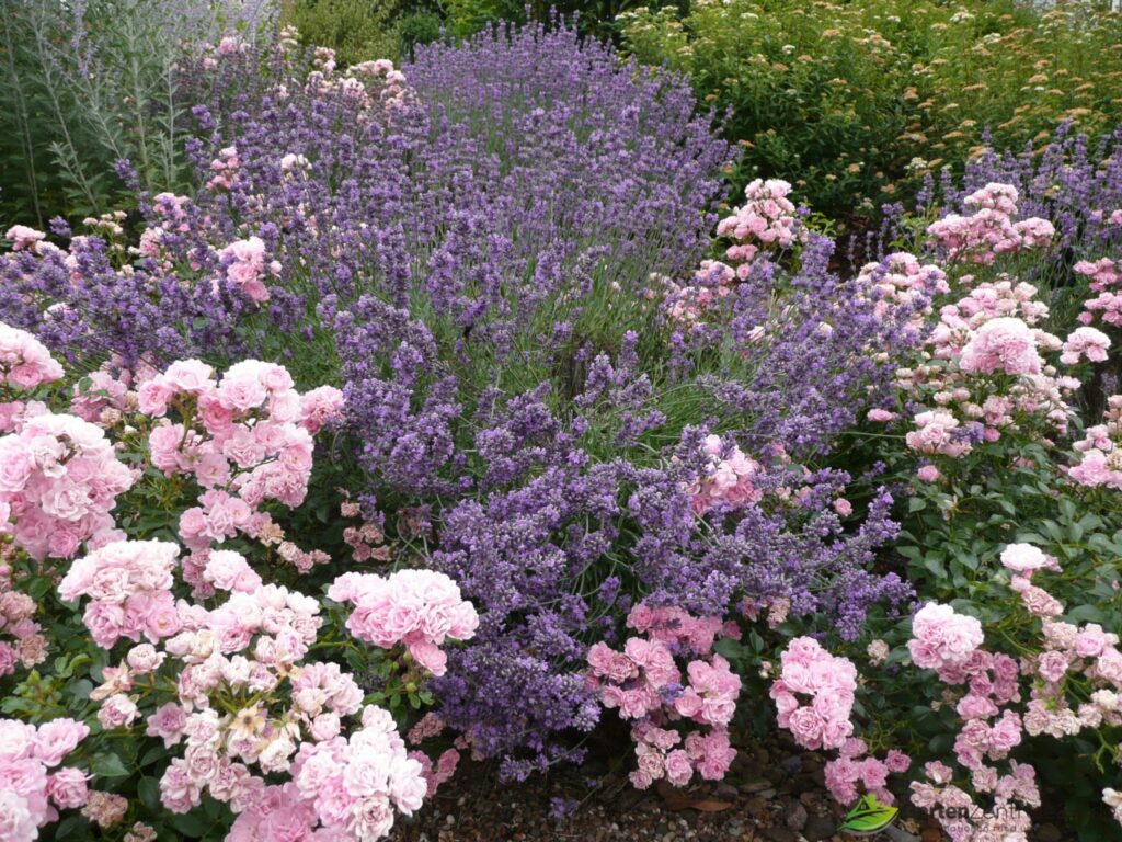 Großer Speik in Kombination mit Bodendecker Rosen