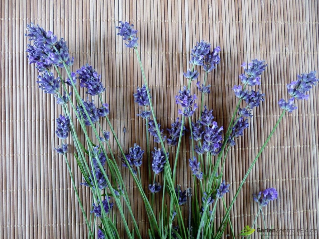 Lavendel Potpouri