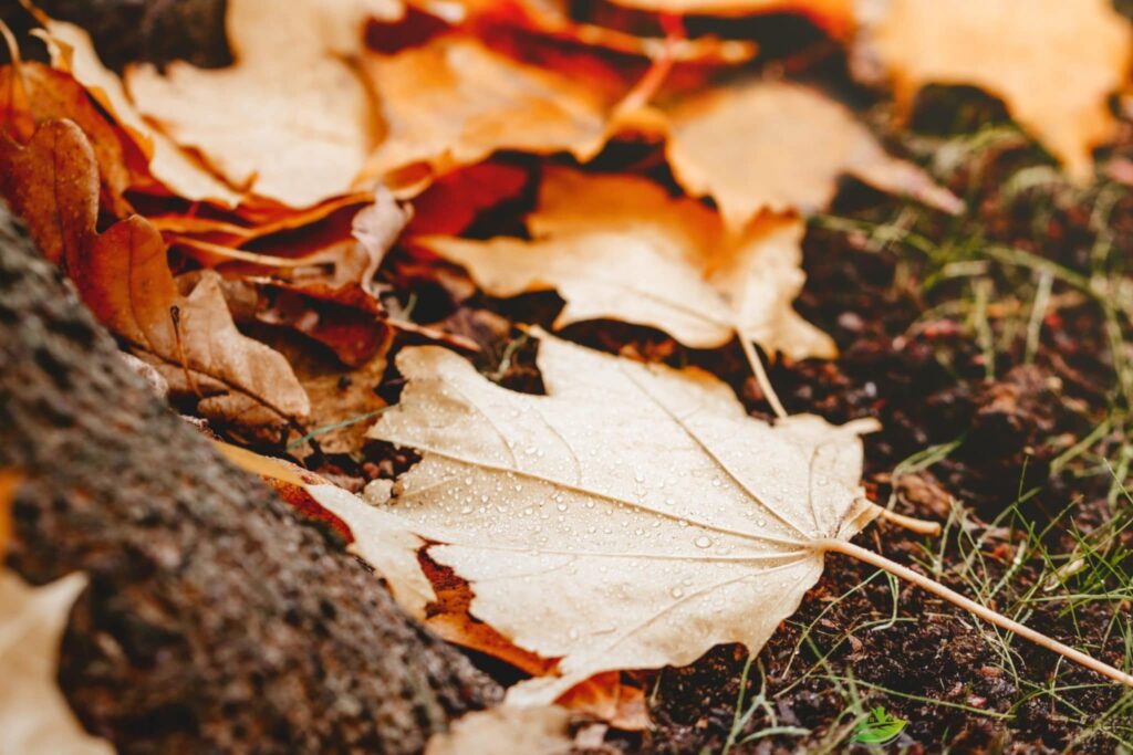 Laub im Garten: Auch Ahornblätter findet man