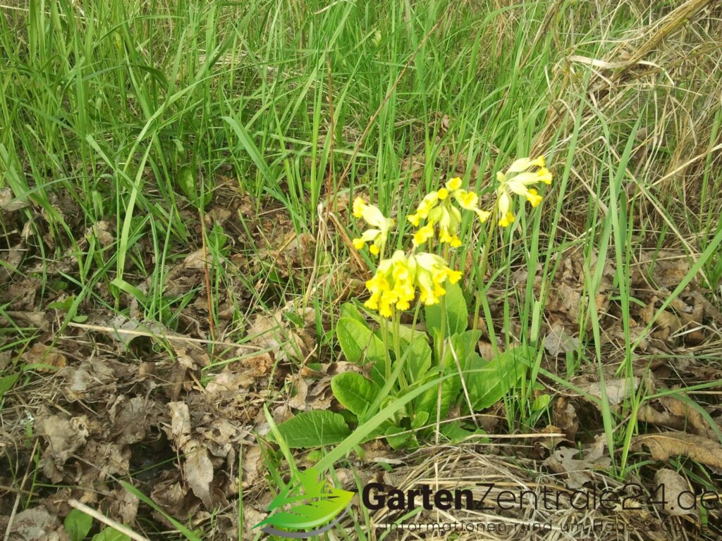 Echte Schlüsselblumen