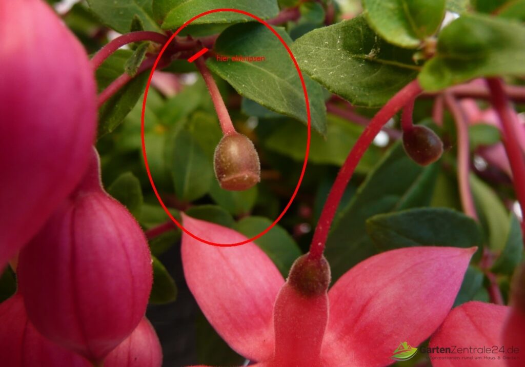 Fruchtansatz Fuchsie