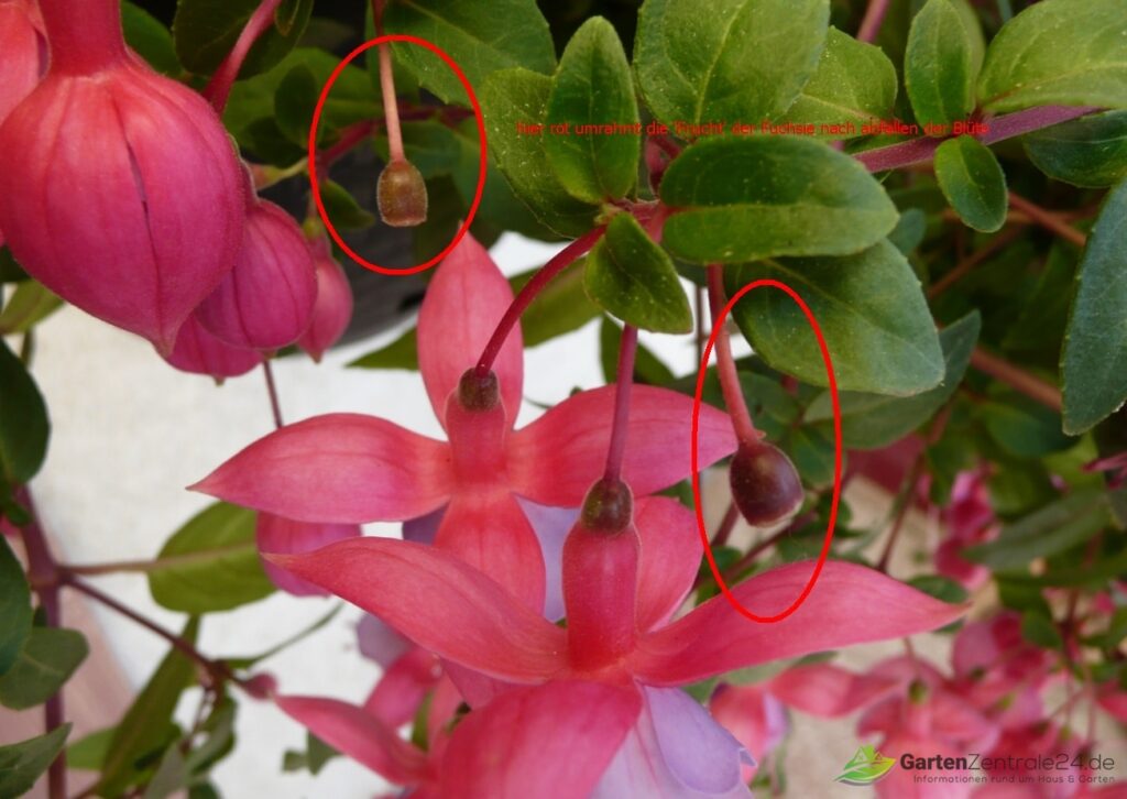 Fruchtansatz Fuchsie