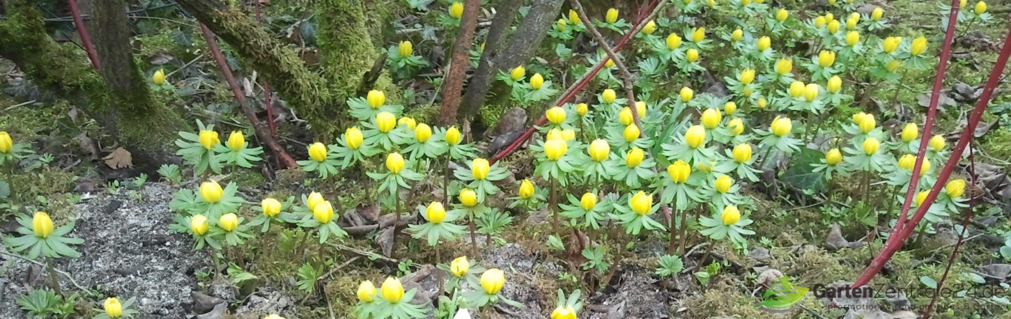 Der Garten im März