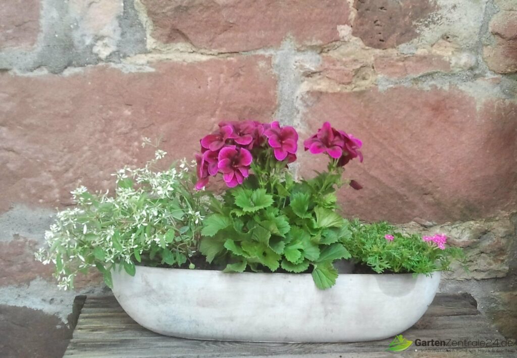 Großblumige Pelargonie dunkelrot