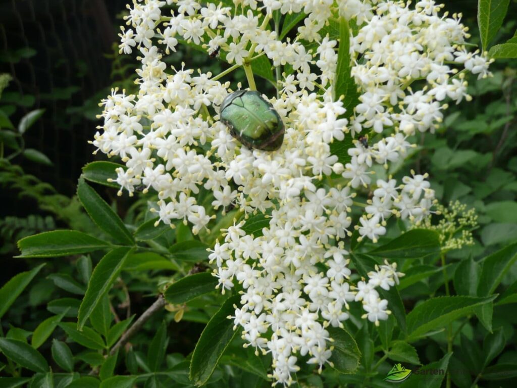 Holunderblüte mit Käfer - Holunder ist ein Allheilmittel