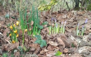 Krokusse & Iris Praecox