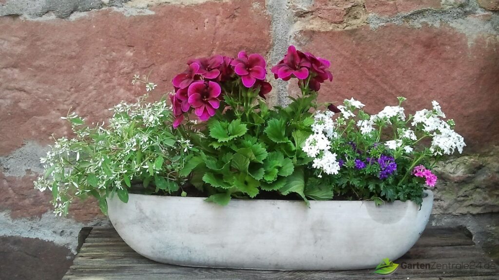 Pelargonie Rot-weiß Verbene Zauberschnee