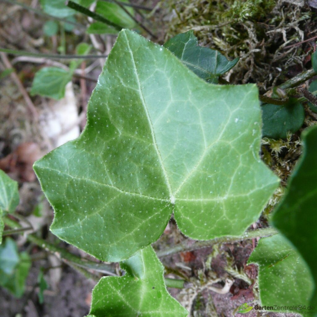 Rundblättriger Efeu