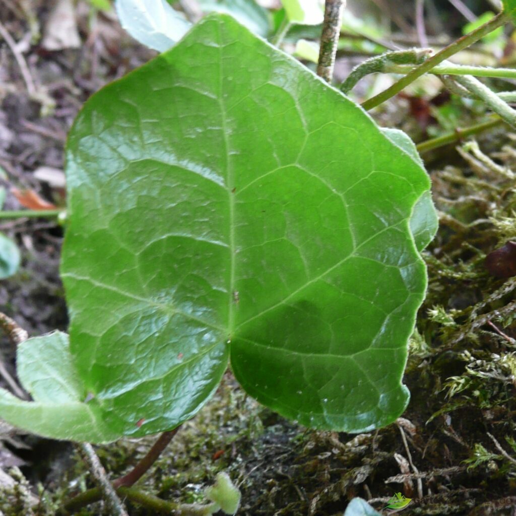 Rundblättriger Efeu