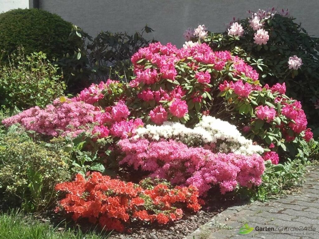 Der Garten im Mai: Ein Sumpfbeet in voller Pracht