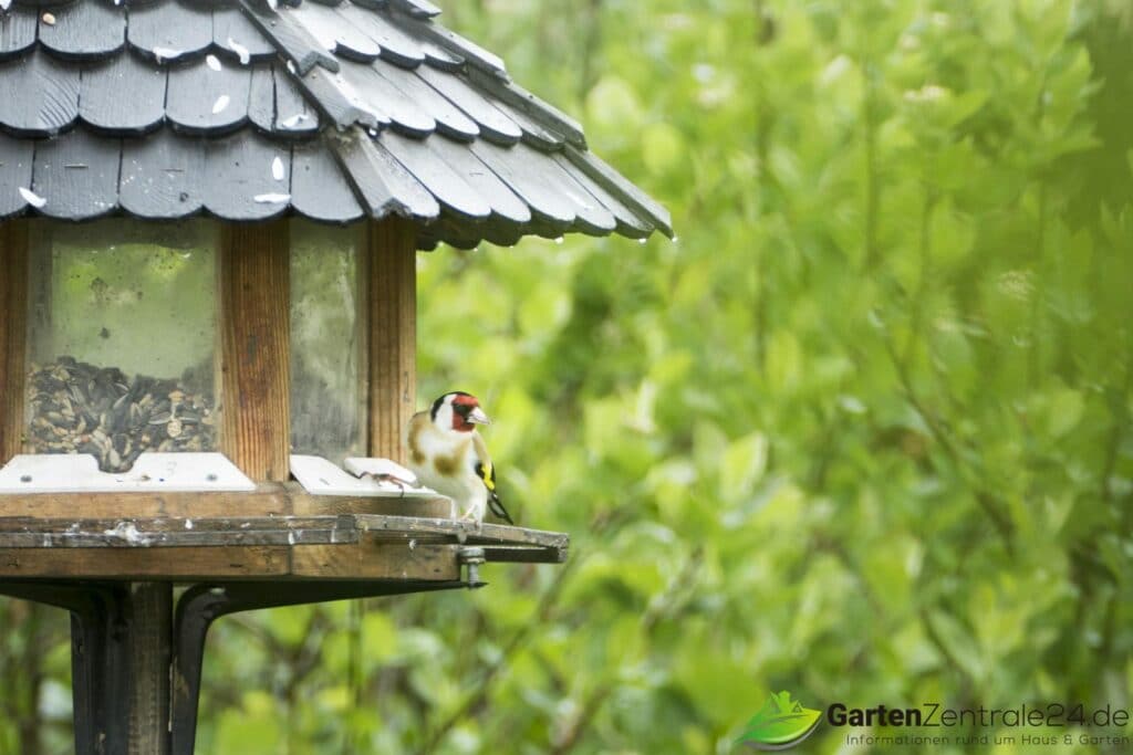 Ein Vogelfutterhäusschen ersetzt das TV Gerät