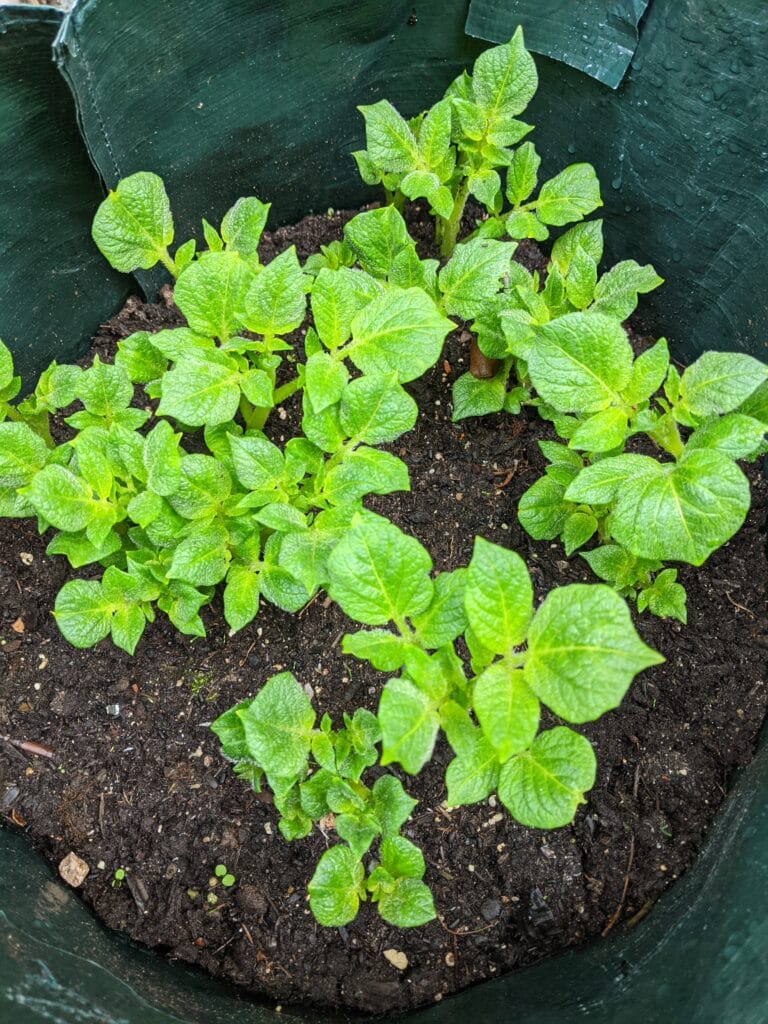 Kartoffeln im Kartoffelsack anbauen