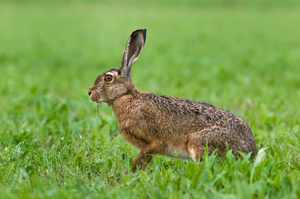 Der Feldhase: Osterhase in Gefahr!