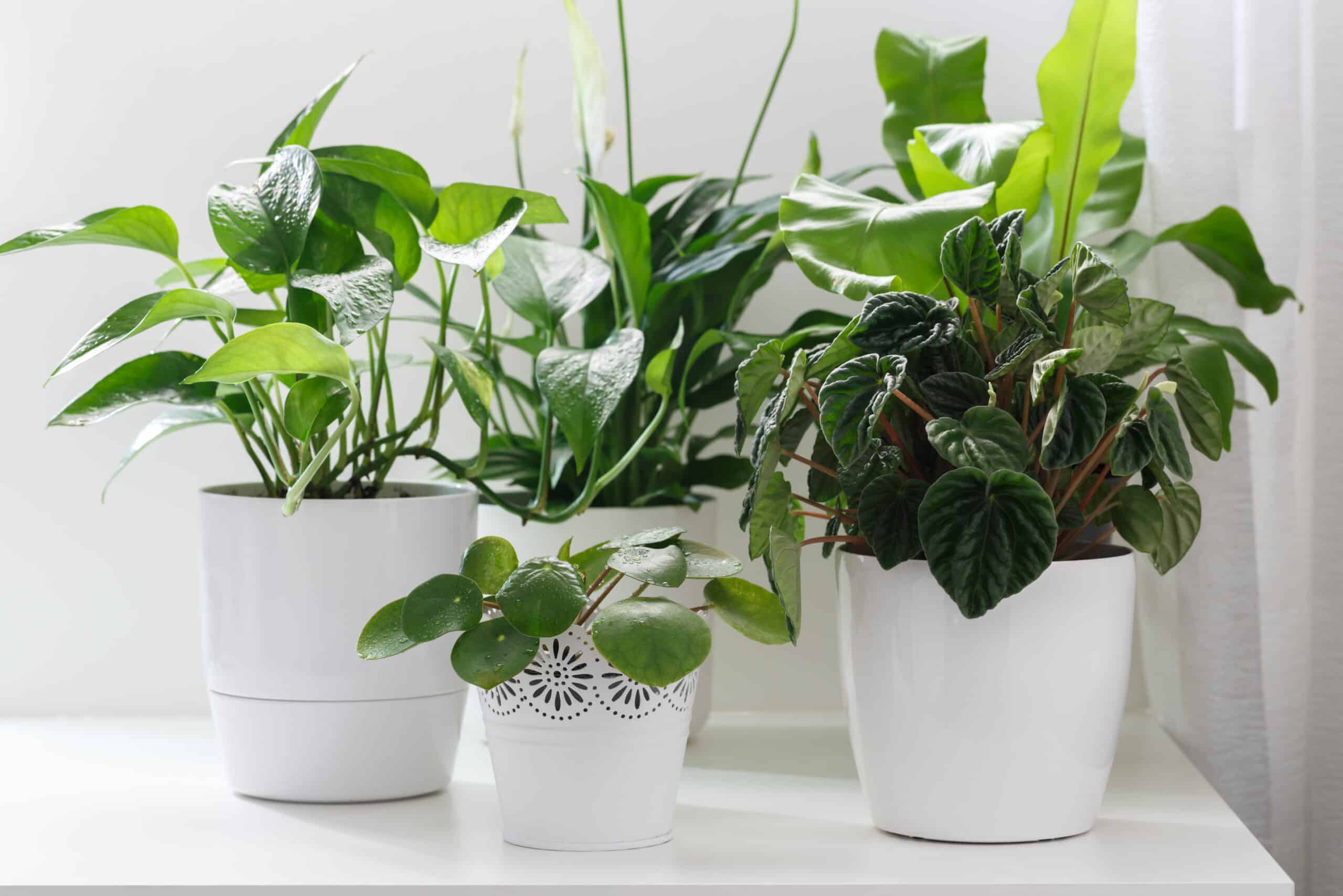 Pflanzen sorgen für ein gutes, gesundes Raumklima