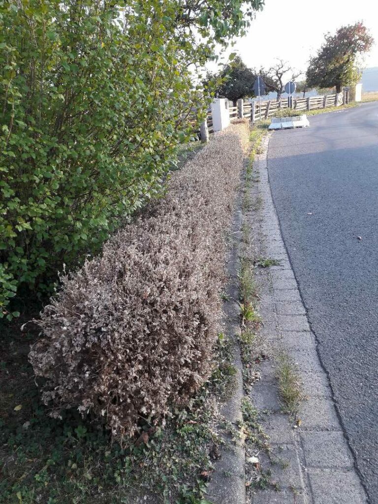 Buchshecke nach Befall - Buchsbaumzünsler erkennen