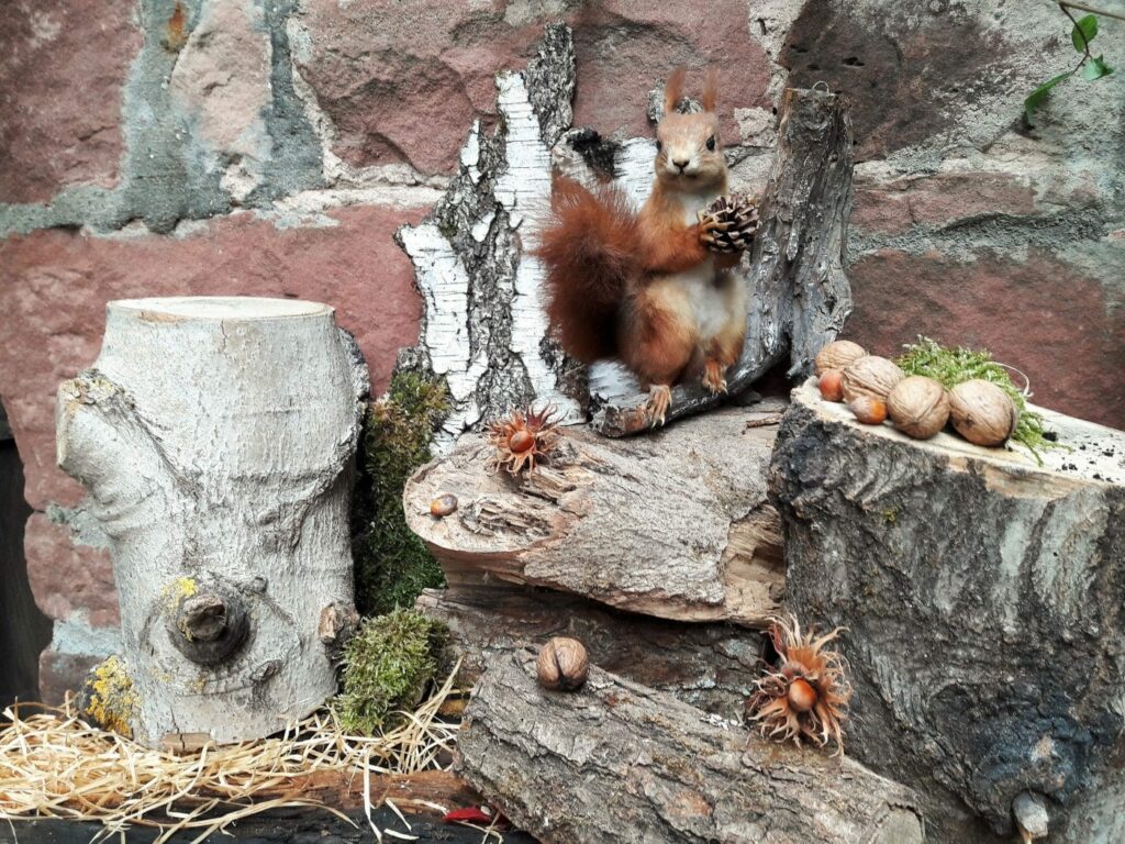 Eichhörnchen in Nahaufnahme