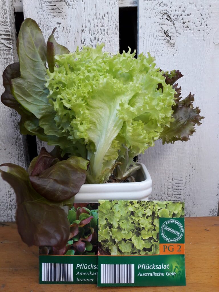 Salat aussäen - bereits jetzt auf der Fensterbank beginnen