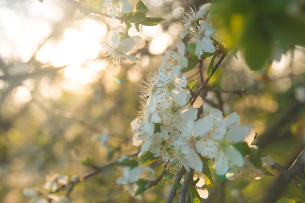 Apfelwissen: Apfelblüte