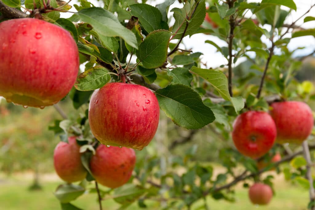 Apfelwissen: Ein Apfelbaum auf einer Farm