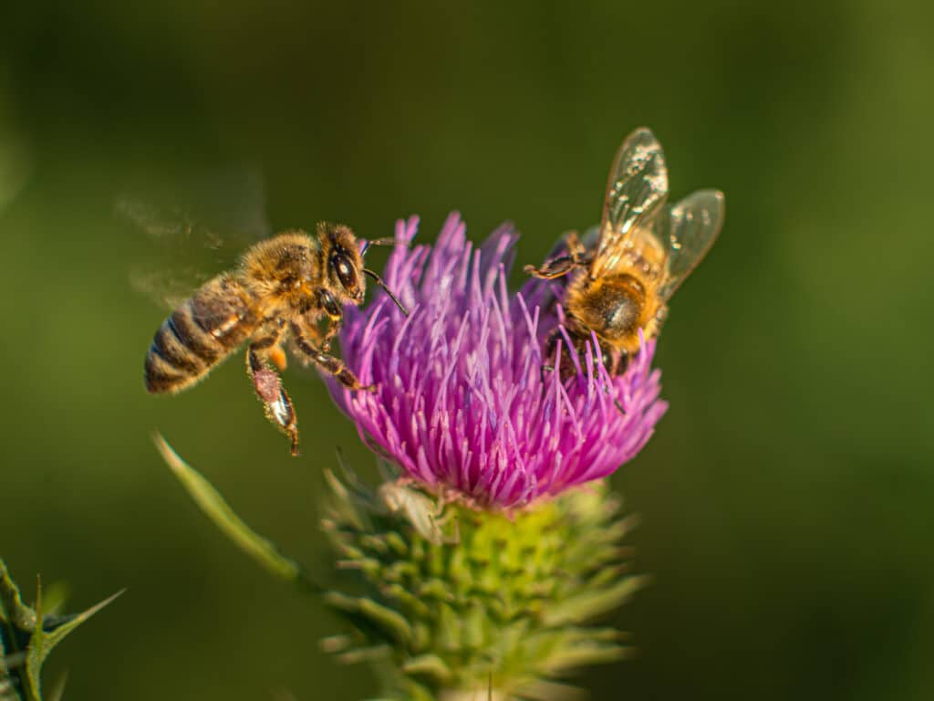 Bienen auf Blüten