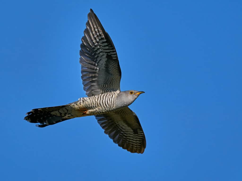 Der Kuckuck im Flug