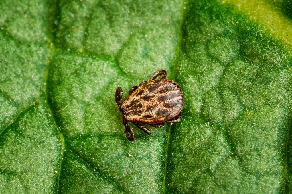 Zecke auf Blatt