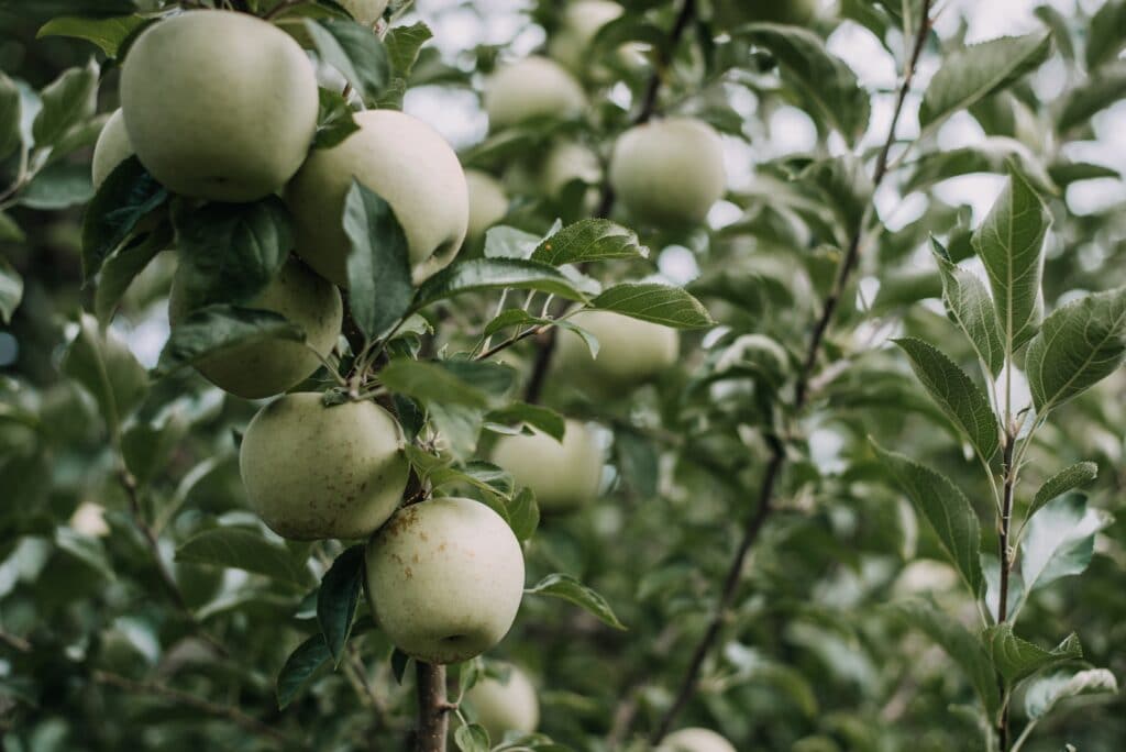 Grüner Apfel am Baum