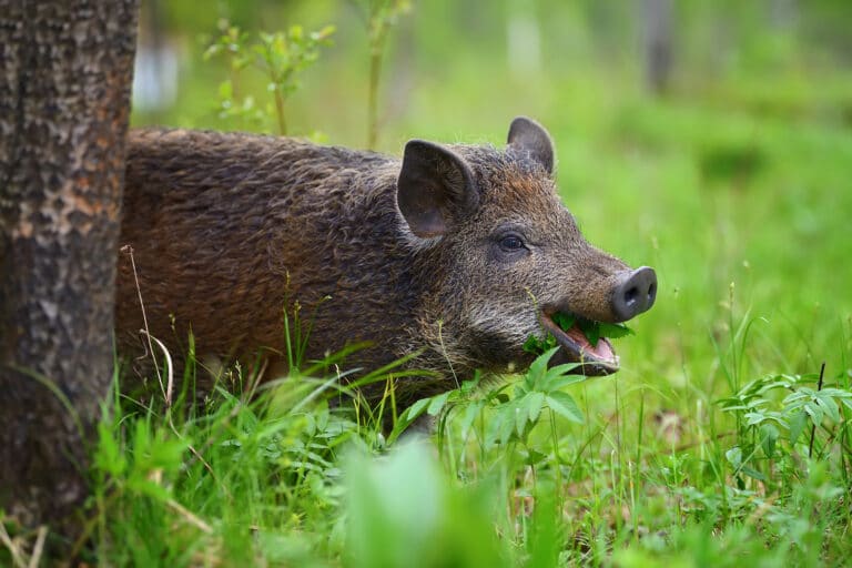 WIldschwein im Wald