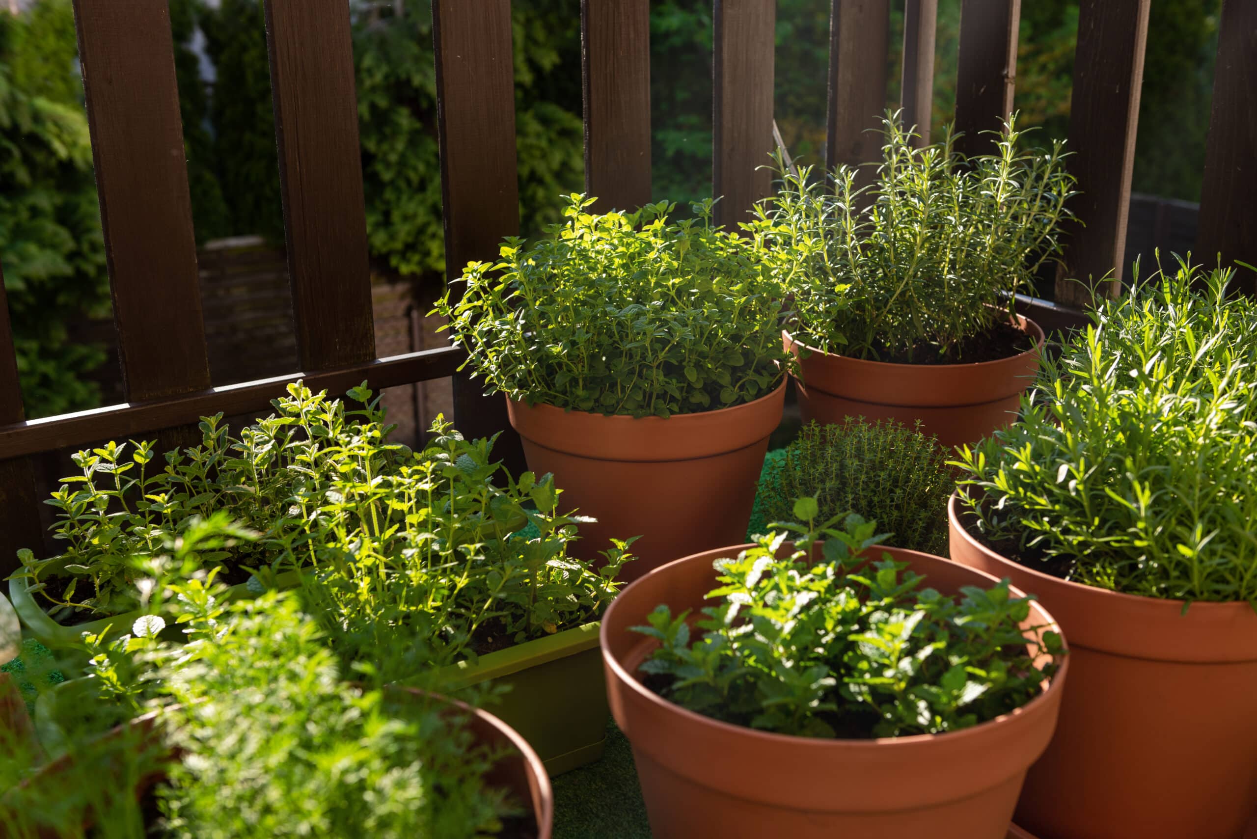 Gemüse und Kräuter selbst anbauen - selbst auf dem Balkon kein Problem
