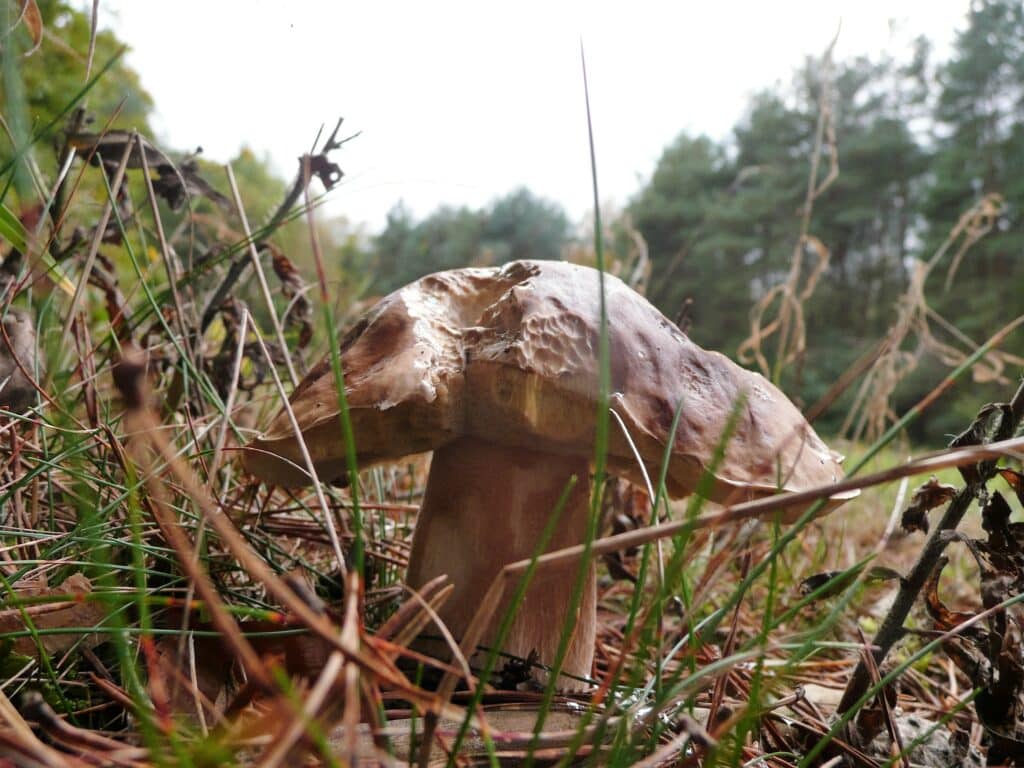 Informationen über Pilze: Steinpilz