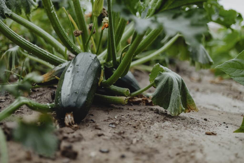 Zucchini auf dem Feld